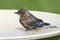 Eastern Bluebird Beating The Heat