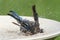 Eastern Bluebird Beating The Heat