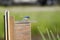 Eastern Bluebird bird feeding babies in nest box, Georgia, USA