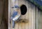 Eastern Bluebird bird nest box garden arbor birdhouses