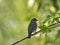 Eastern BlueBird On Branch: A juvenile bluebird looks over his shoulder while perched on a branch