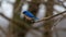 Eastern Bluebird with Bright Feathers