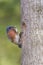 Eastern Bluebird bringing food to his young