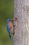 Eastern Bluebird bringing food to the nest