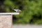 Eastern Bluebird carry food to nest box, Walton County, Georgia USA