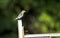 Eastern Bluebird carry food to nest box, Walton County, Georgia USA