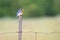 Eastern Bluebird With Caterpillar For Young