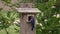Eastern bluebird couple feed their chicks.