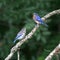 Eastern Bluebird feeding its young