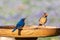 Eastern bluebird and female cardinal resting on the bird bath