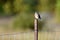 Eastern Bluebird on a fence post