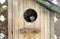 Eastern Bluebird Fledgling peeking from birdhouse nest box