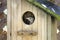 Eastern Bluebird Fledgling peeking from birdhouse nest box