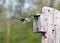 Eastern Bluebird in flight