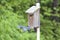 Eastern Bluebird in Flight