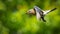 Eastern Bluebird Flying with Insect