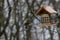 Eastern Bluebird Flying to the Wooden Bird Feeder for Food