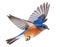 Eastern Bluebird Isolated on White Background . AI generated Illustration