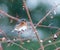 Eastern bluebird in light snowstorm