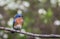 Eastern Bluebird male perched bokeh background room for text