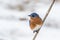 Eastern Bluebird male perched in February with snow on the ground