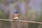 Eastern Bluebird male perched with simple gray toned bokeh background room for text