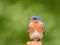 Eastern Bluebird male perched with simple green background room for text