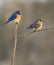 Eastern Bluebird Mating Pair Perched