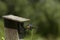 Eastern Bluebird nesting in an old birdhouse