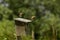 Eastern Bluebird nesting in an old birdhouse