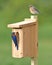 Eastern Bluebird Pair Building Nest