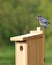 Eastern Bluebird Pair Building Nest