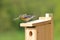 Eastern Bluebird Pair Building Nest