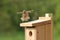 Eastern Bluebird Pair Building Nest