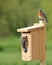 Eastern Bluebird Pair Building Nest