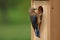 Eastern Bluebird Pair Building Nest