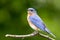Eastern Bluebird perched