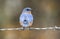 Eastern Bluebird perched on a barbed wire fence