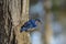 Eastern Bluebird perched on bark of Sugar Maple tree.