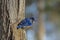 Eastern Bluebird perched on bark of Sugar Maple tree.