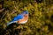 Eastern Bluebird perched on a branch