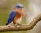 Eastern Bluebird Perched on a Branch