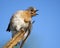 Eastern Bluebird perched on a branch scratching.