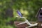 Eastern Bluebird perched near a bird house, Athens Georgia USA