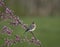 Eastern Bluebird Perched on Redbud Branch