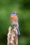 An Eastern Bluebird perched on a Stump