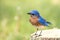 Eastern Bluebird perched on stump