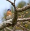 Eastern Bluebird Perched in a Tree in Spring