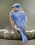 Eastern bluebird portrait