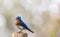 Eastern Bluebird portrait perched against clean muted background